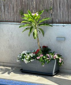 עציץ פלסטיק GIRASOLE