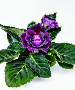 Alternative view of גלוקסיניה ע.12