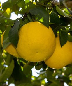 אשכולית לבנה