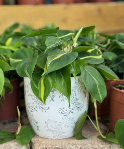 עציץ קרמיקה פייזלי אפור