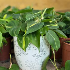 עציץ קרמיקה פייזלי אפור