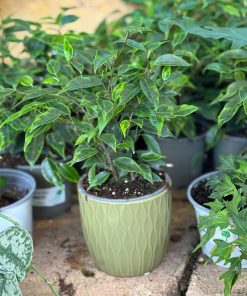 עציץ קרמיקה גלים ירוק