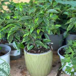 עציץ קרמיקה גלים ירוק