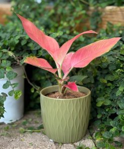 עציץ קרמיקה גלים ירוק