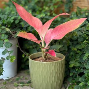 עציץ קרמיקה גלים ירוק