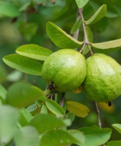 גויאבה לבנה
