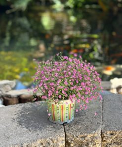 גיבסנית ורוד