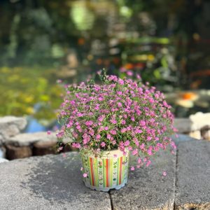 גיבסנית ורוד