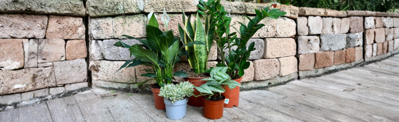 צמחי בית למתחילים