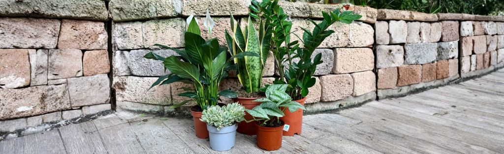 צמחי בית למתחילים