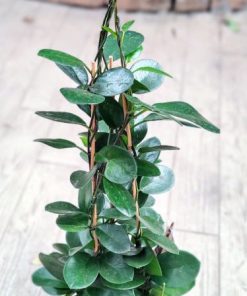 בת שבע על במבוק ע.18