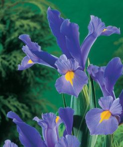 פקעת אירוסים