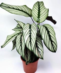 קלתאה וויט סטאר ע.14