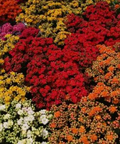 Alternative view of ניצנית