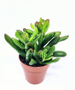 קרסולה גולום