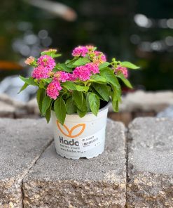 לנטנה זקופה