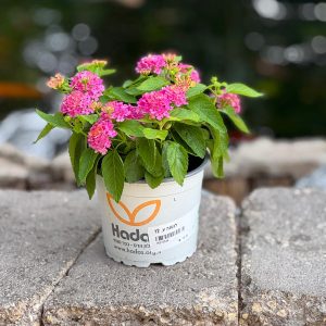 לנטנה זקופה