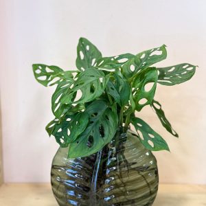 ואזה עלה ירוק