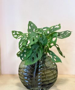 ואזה עלה ירוק