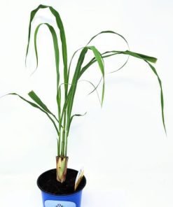 עשב לימון (למון גראס)