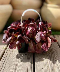 שישיית שתילי חסה