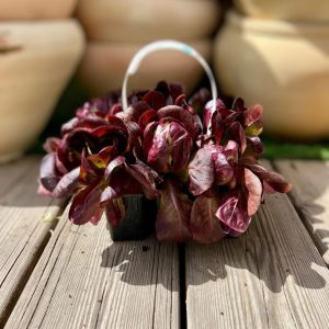 שישיית שתילי חסה