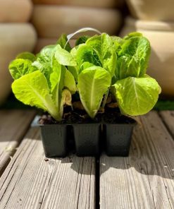 שישיית שתילי חסה