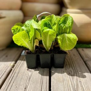 שישיית שתילי חסה