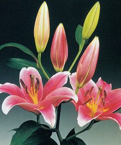 פקעות ליליום