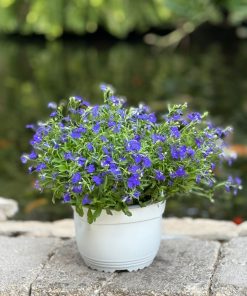 לובליה בקערה