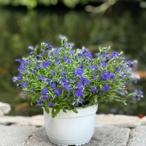 לובליה בקערה