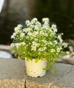 סלסלי כסף לבו