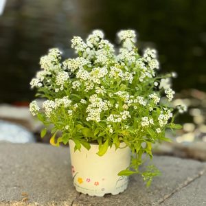 סלסלי כסף לבו