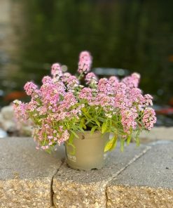 סלסלי כסף ורוד