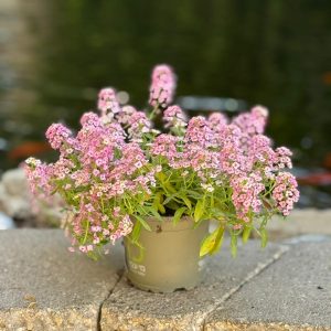 סלסלי כסף ורוד