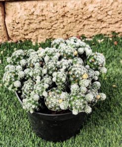 קקטוס ע.15 (mammillaria vetula)