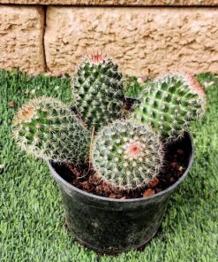 קקטוס ע.15 (mammillaria)