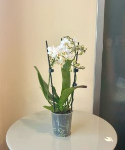 סחלב מיני ללא כלי