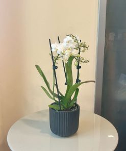 סחלב מיני כלי שחור