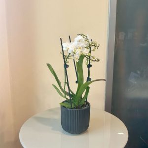 סחלב מיני כלי שחור