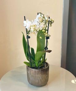 סחלב מיני כלי זהב