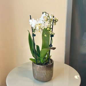 סחלב מיני כלי זהב