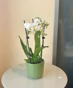 סחלב מיני כלי ירוק