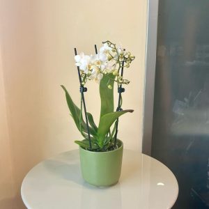 סחלב מיני כלי ירוק