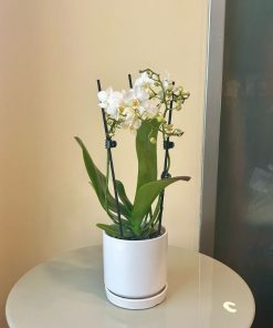 סחלב מיני כלי לבן