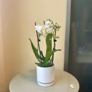 סחלב מיני כלי לבן