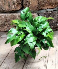 מונסטרה מינימה ע.12