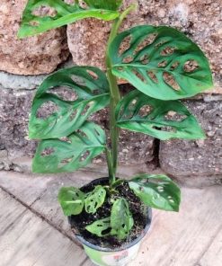 מונסטרה מנקי מסק 12