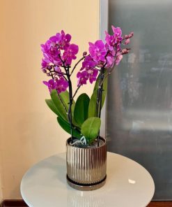 מולטי כלי זהב