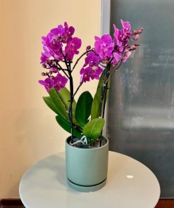 מולטי כלי ירוק